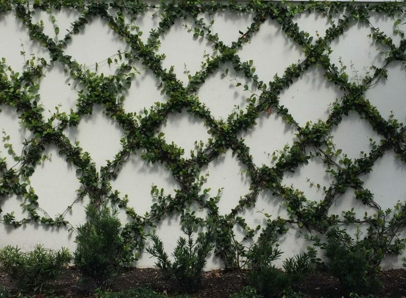 Design Options for Stainless Steel Wire Trellises