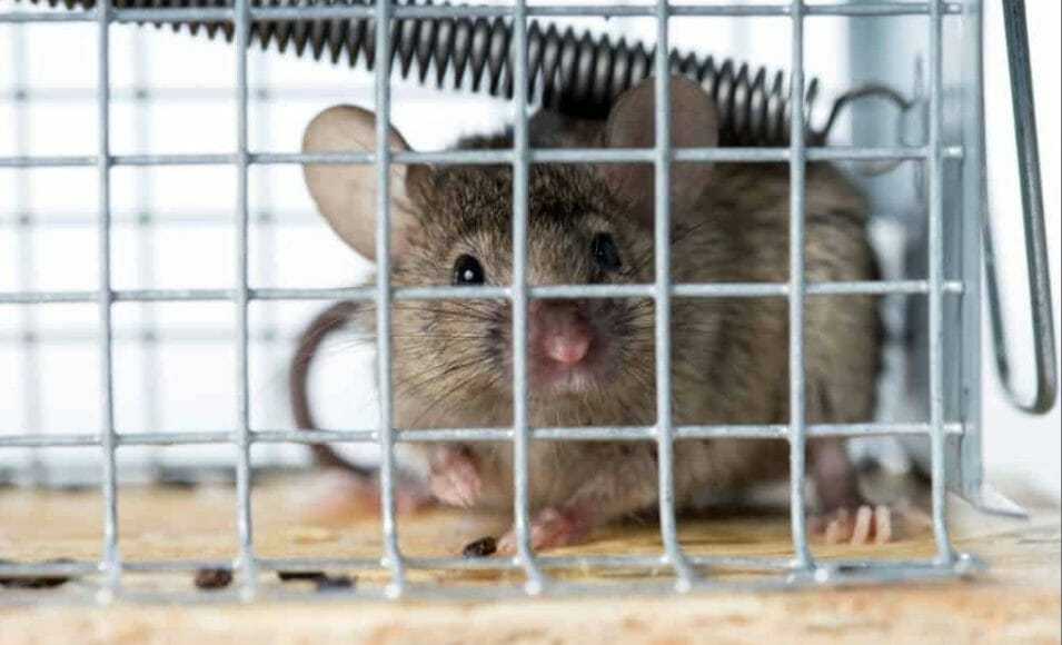 Keep Your Home Rodent-Free with Stainless Steel Mesh