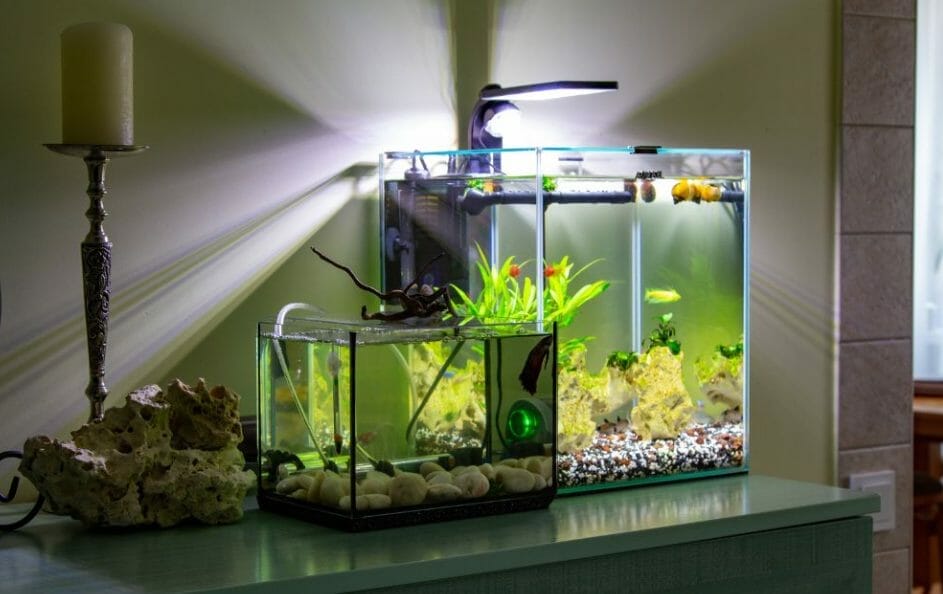 Enhance the Beauty of Your Aquarium