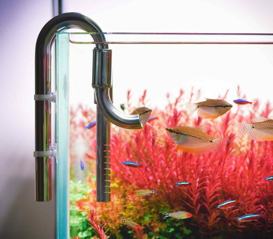 Upgrade Your Aquarium with Stainless Steel Lily Pipes