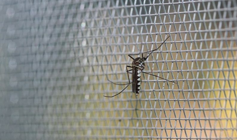 Applications for Stainless Steel Insect Mesh